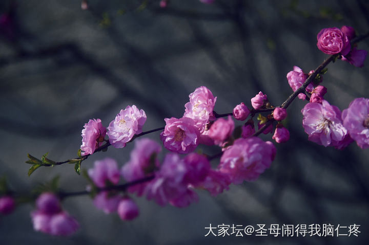 请大家欣赏春天的花花猫猫树杈子_景色猫花植物