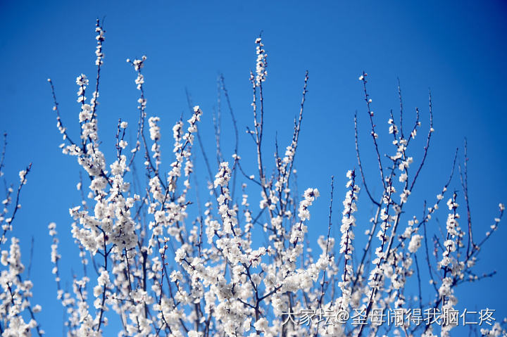 请大家欣赏春天的花花猫猫树杈子_景色猫花植物