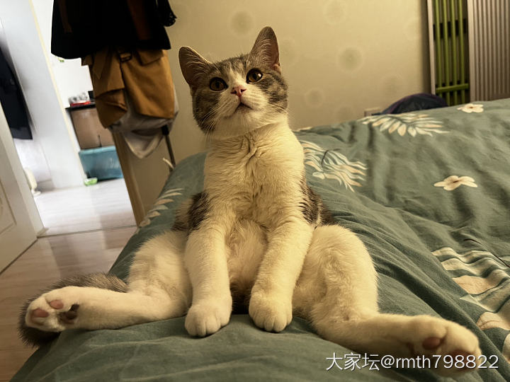 这孩子就差直立行走了_猫