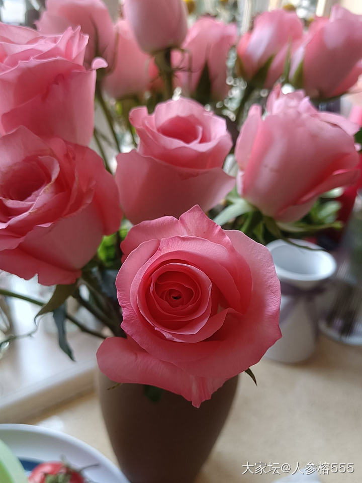 最近的玫瑰太美了_花