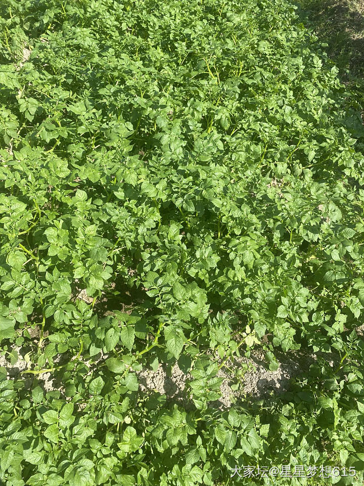 田野好多花花！_花钻石