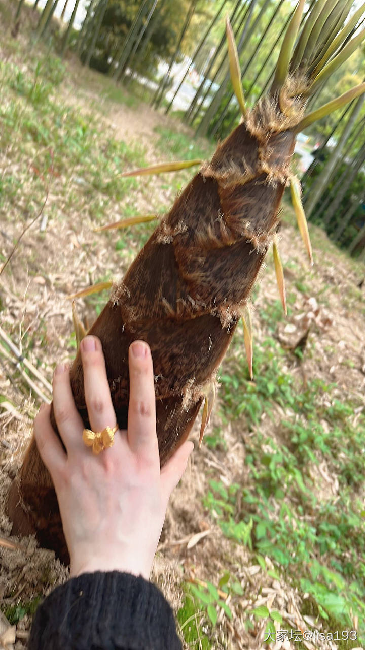 我也体验了一把挖竹笋的快乐✌️_食材