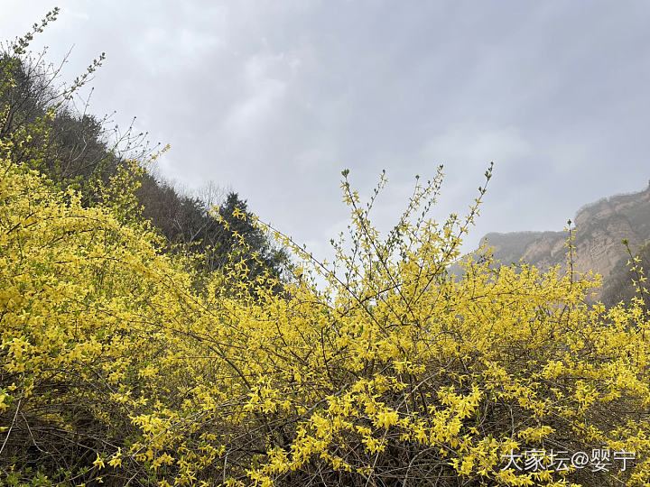 昨日黄花_金