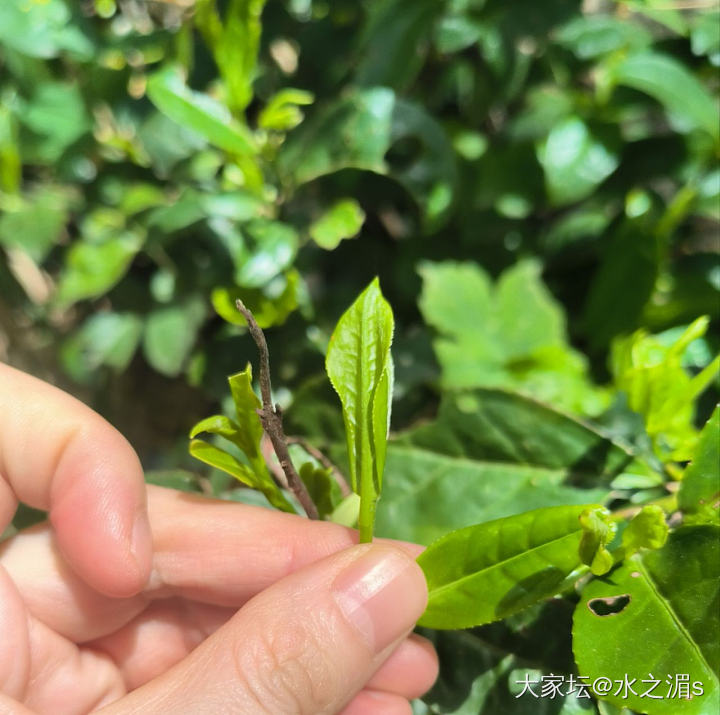 大山的馈赠，野茶_闲聊茶叶