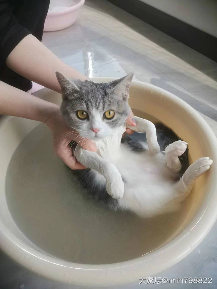 🐱：我爱洗澡 皮肤好好_猫