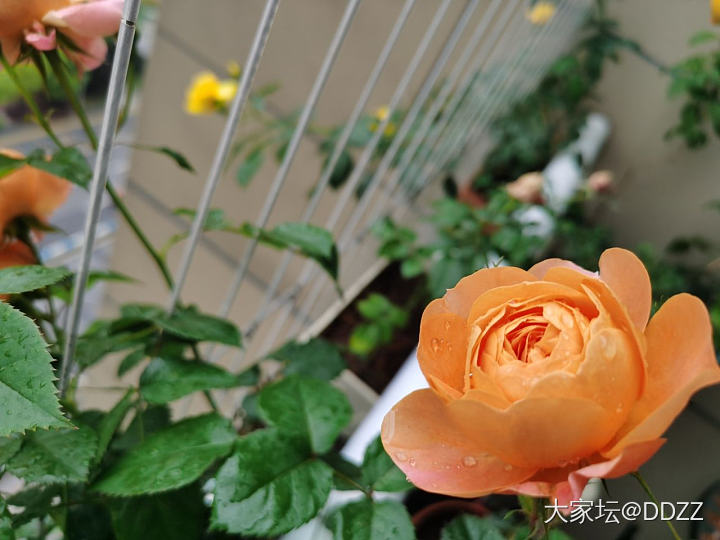 雨后的月季_花植物