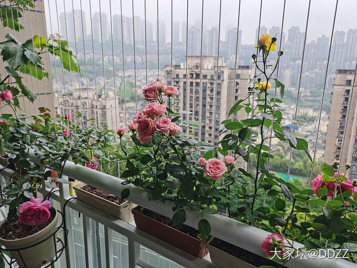 雨后的月季_花植物