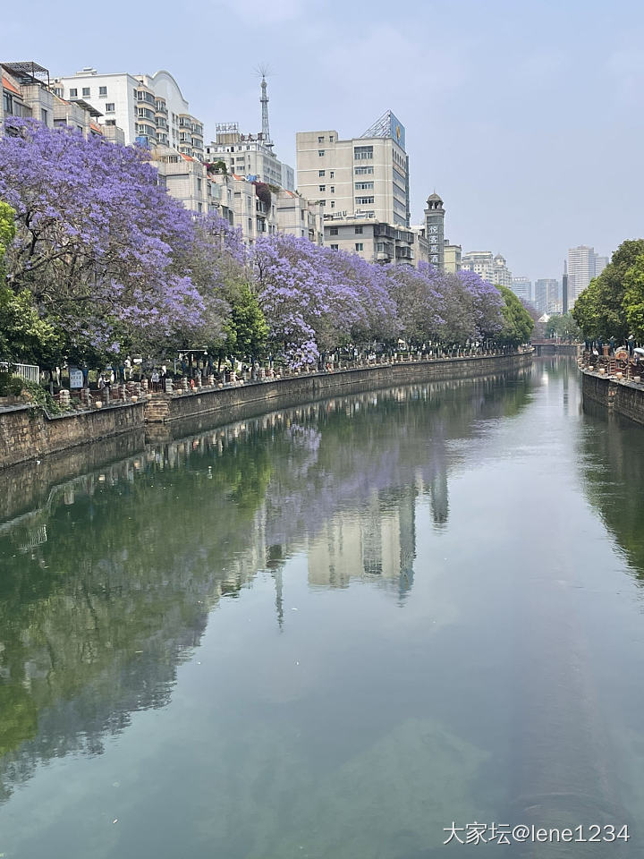 昆明的蓝花楹开了_花