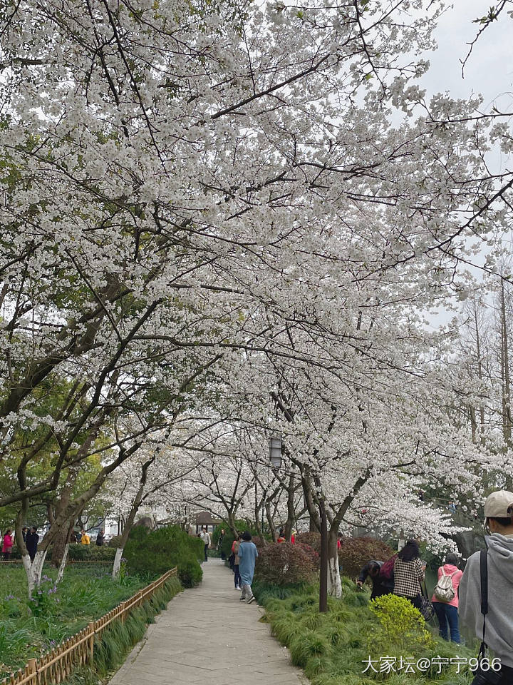 春有约，花不误_景色旅游