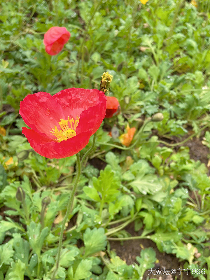 春有约，花不误_景色旅游