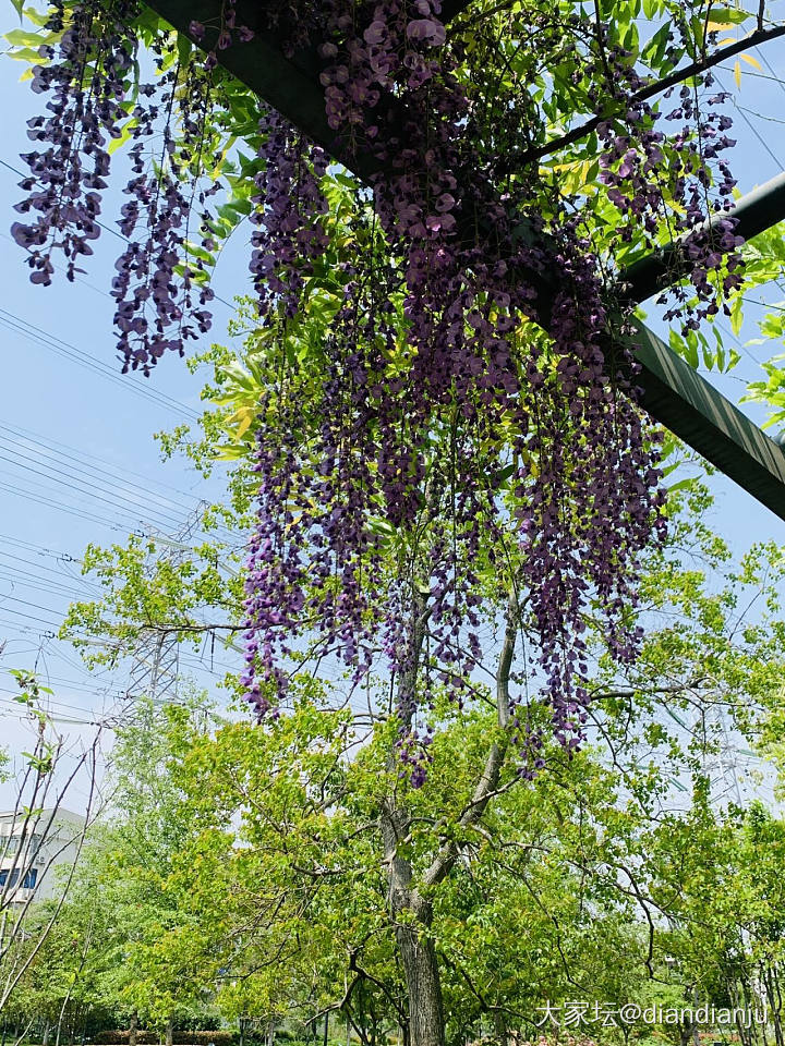 家门口的紫藤花开了，今年不用去嘉定_景色花