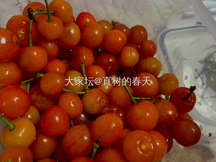 今年的樱桃🍒_水果闲聊