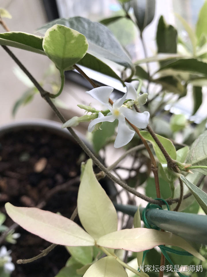 天气热了，又到了吃黄鳝的季节。阳台上我种的四个品种的风车茉莉齐开，金银花也开了。_金银