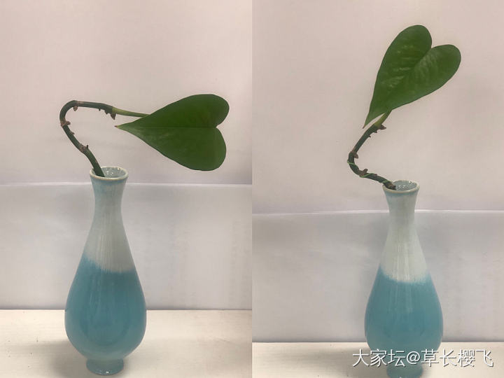 自己动手给绿植做个小造型_植物