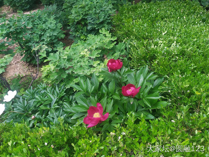 我在洛阳看芍药_植物