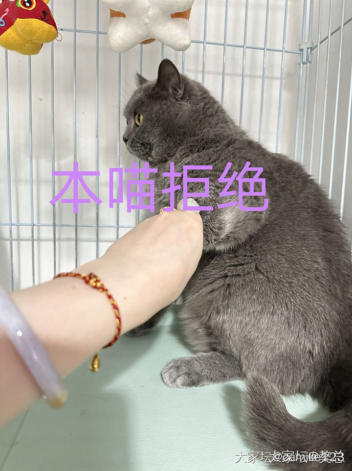 獒总：妈说给我买了个新宠物，可素本喵怕蛇啊…啊……_金猫