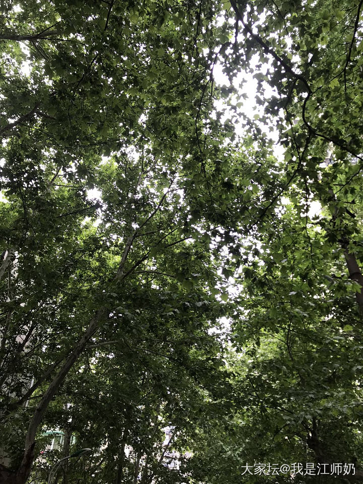 石榴花开，树荫合抱，满城皆是草木香气_银