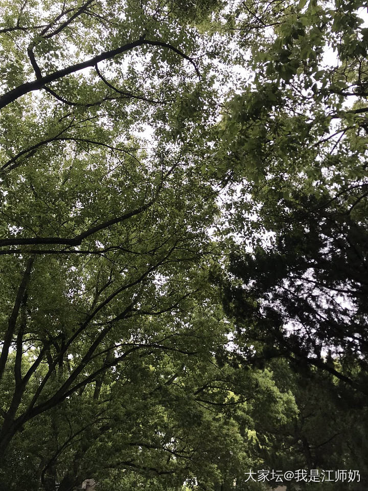 石榴花开，树荫合抱，满城皆是草木香气_银