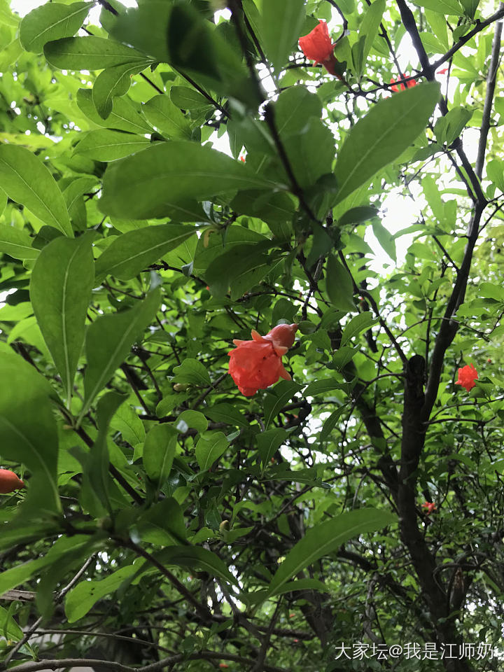 石榴花开，树荫合抱，满城皆是草木香气_银