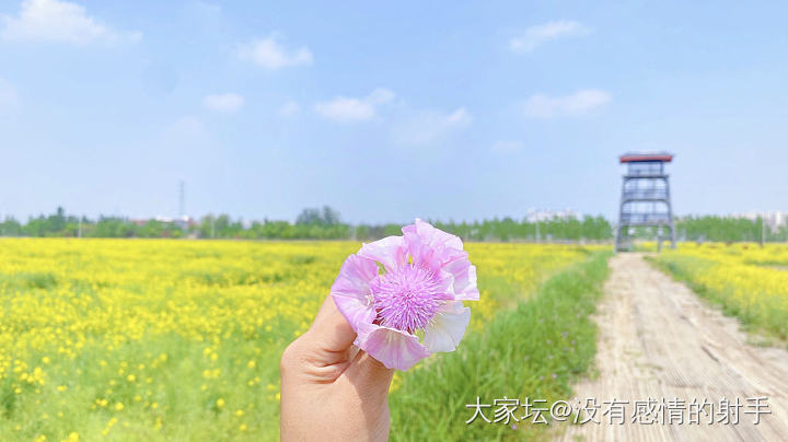 欢迎来我们村的花田_花