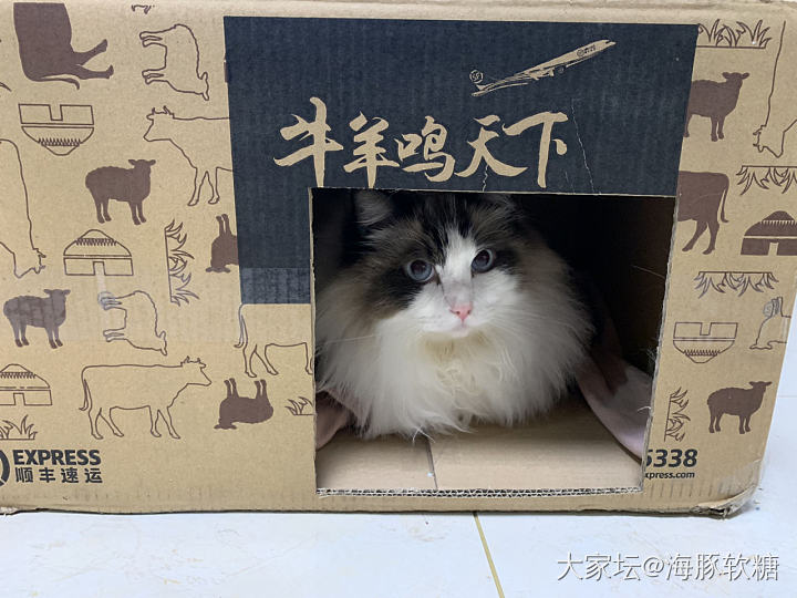 多好的箱子，不要扔掉嘛！_猫