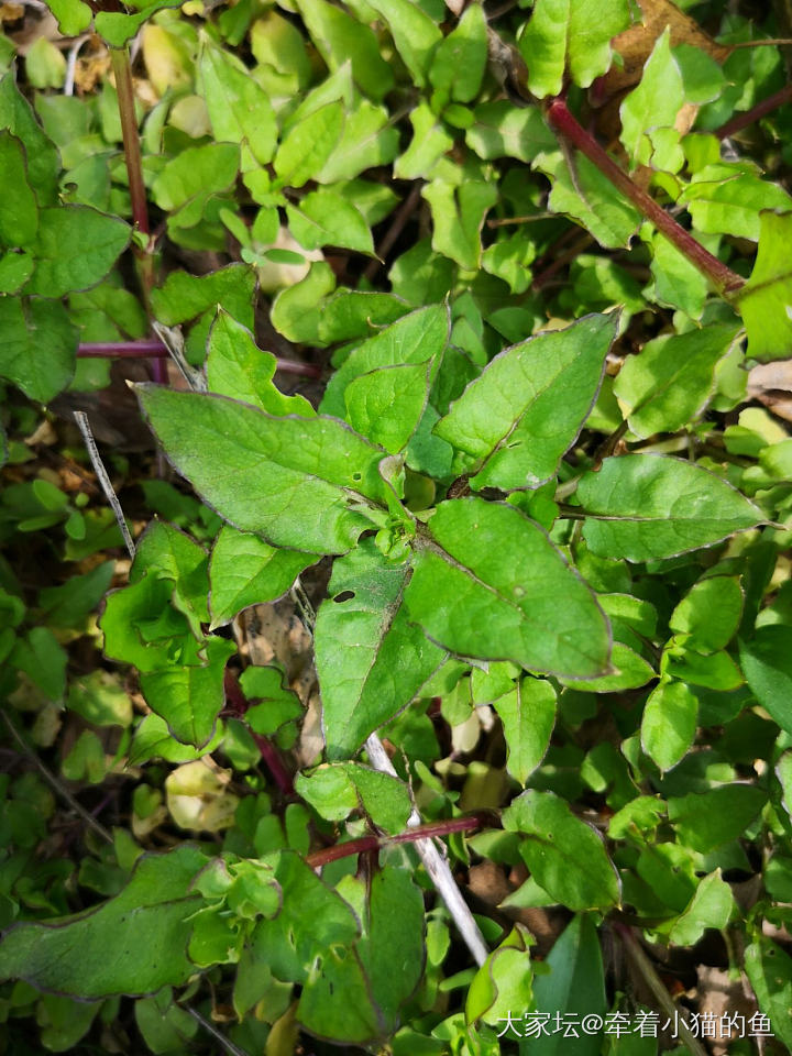 这是什么野菜？_食材