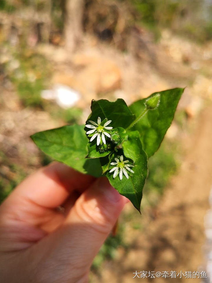 这是什么野菜？_食材