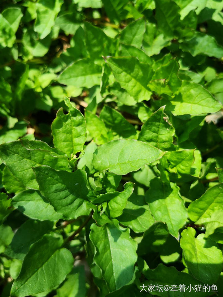 这是什么野菜？_食材