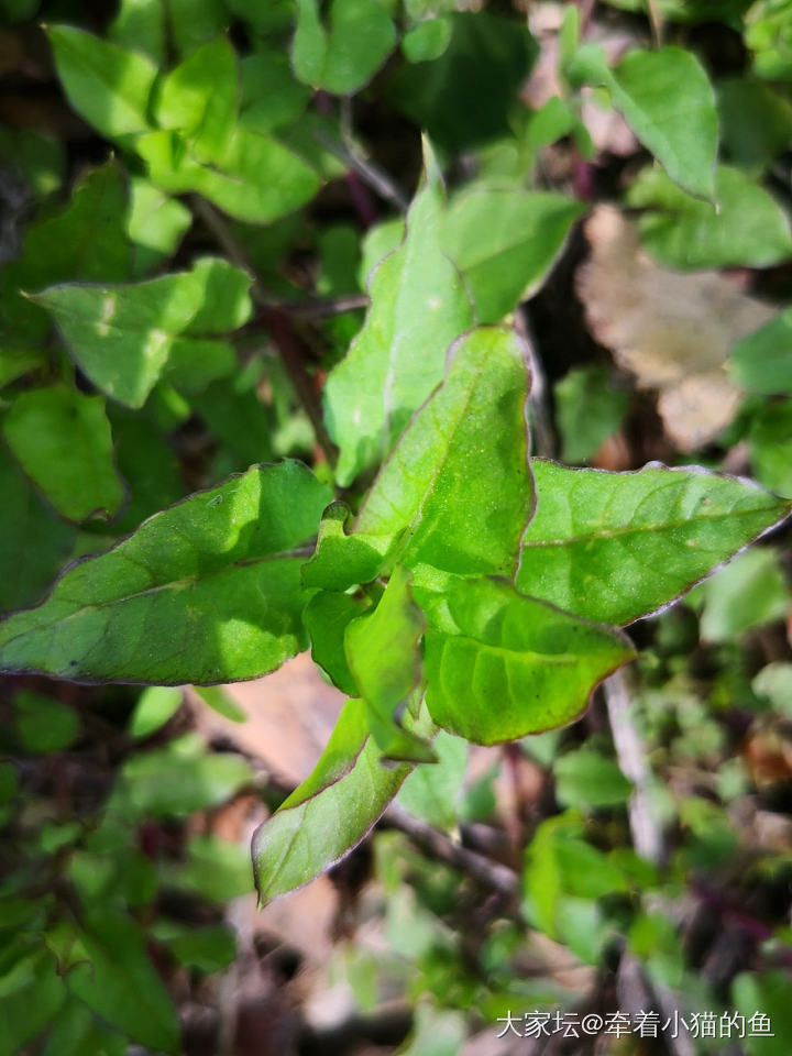 这是什么野菜？_食材