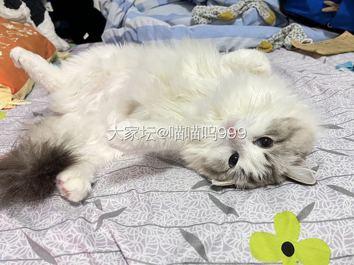 谁家的小猫咪，这么可爱。_猫