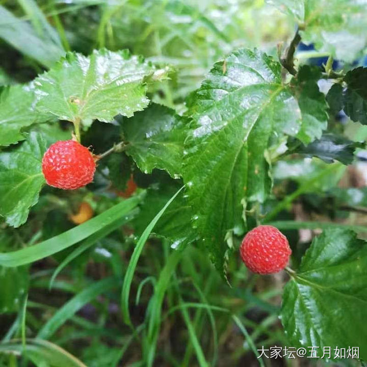 错峰出行属实美滋滋_植物