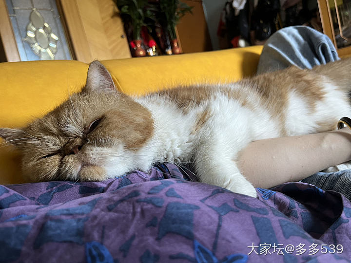 宝宝也来求抱抱🤭_猫