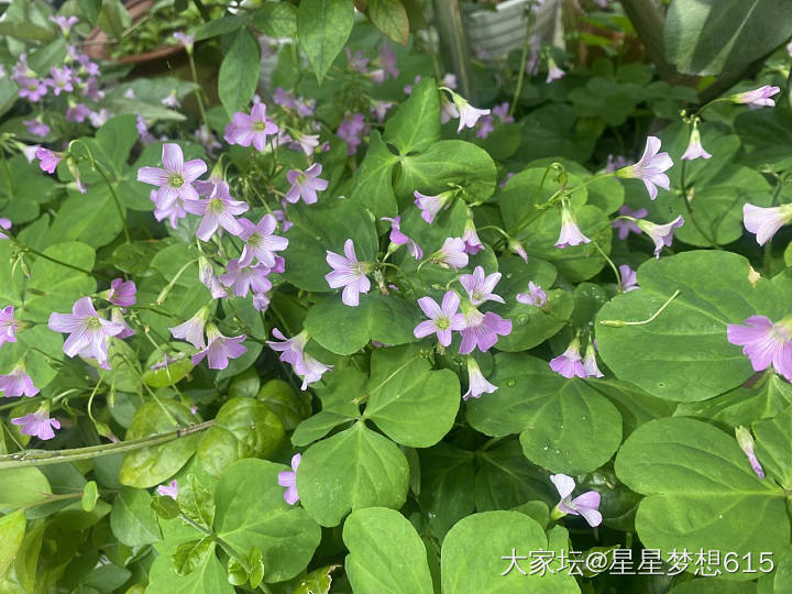 立夏，吃姜汁炖蛋嘛。。_花美食