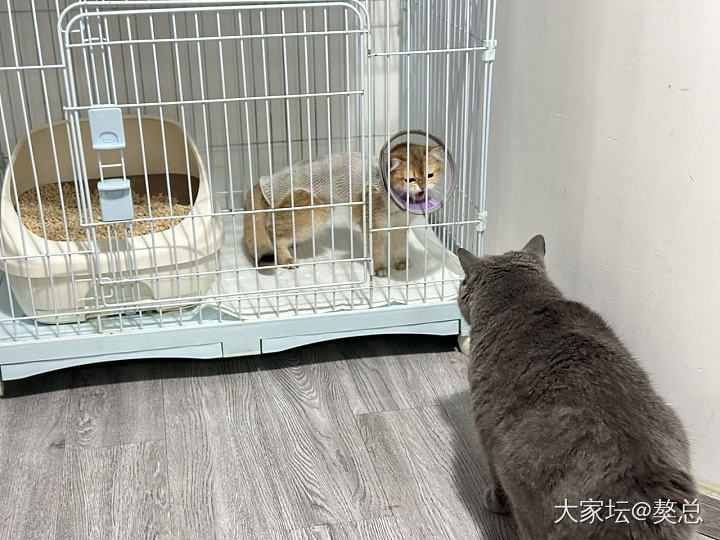 獒总：今天妹凶我，我不怪她，她好可怜😹_猫