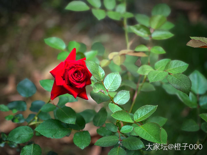 早安🌹🌹🌹_植物闲聊生活