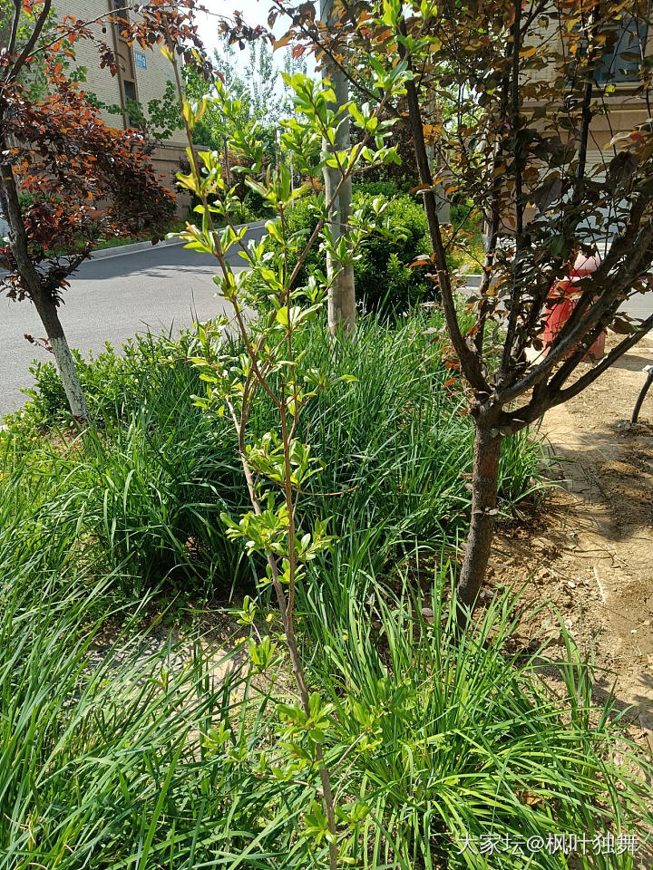 从此开启我的田园生活，陪娃，撸猫，种花，种菜。_闲聊