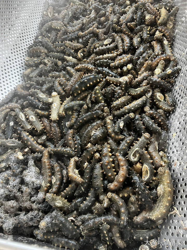 又是一年海参加工季～