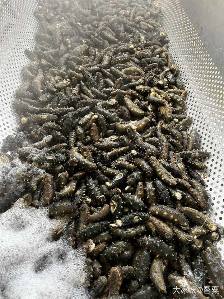 又是一年海参加工季～