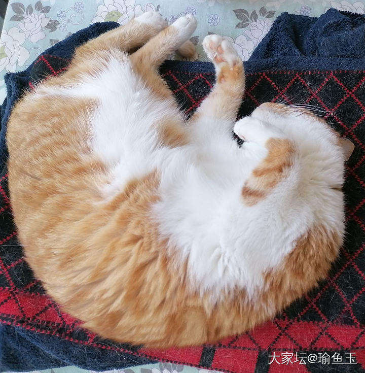 先把哪只弄醒呢？😼_猫