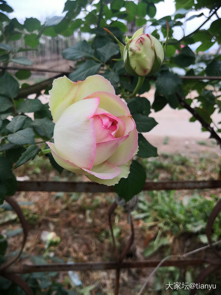 女王就是美啊！_花