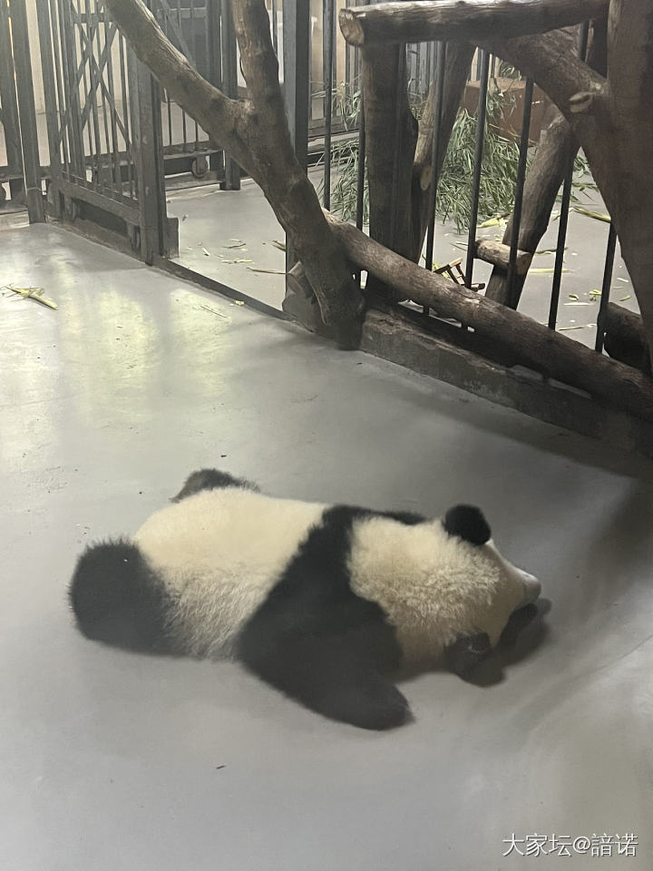 熊猫和我～_珍珠翡翠