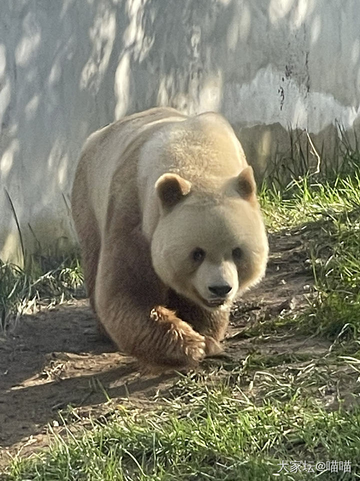 看熊猫七仔的一天_哺乳类