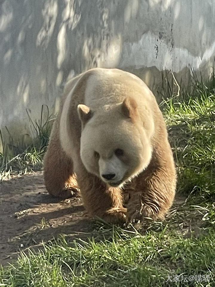 看熊猫七仔的一天_哺乳类