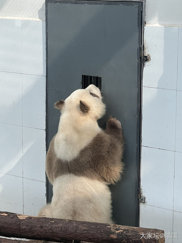 看熊猫七仔的一天_哺乳类