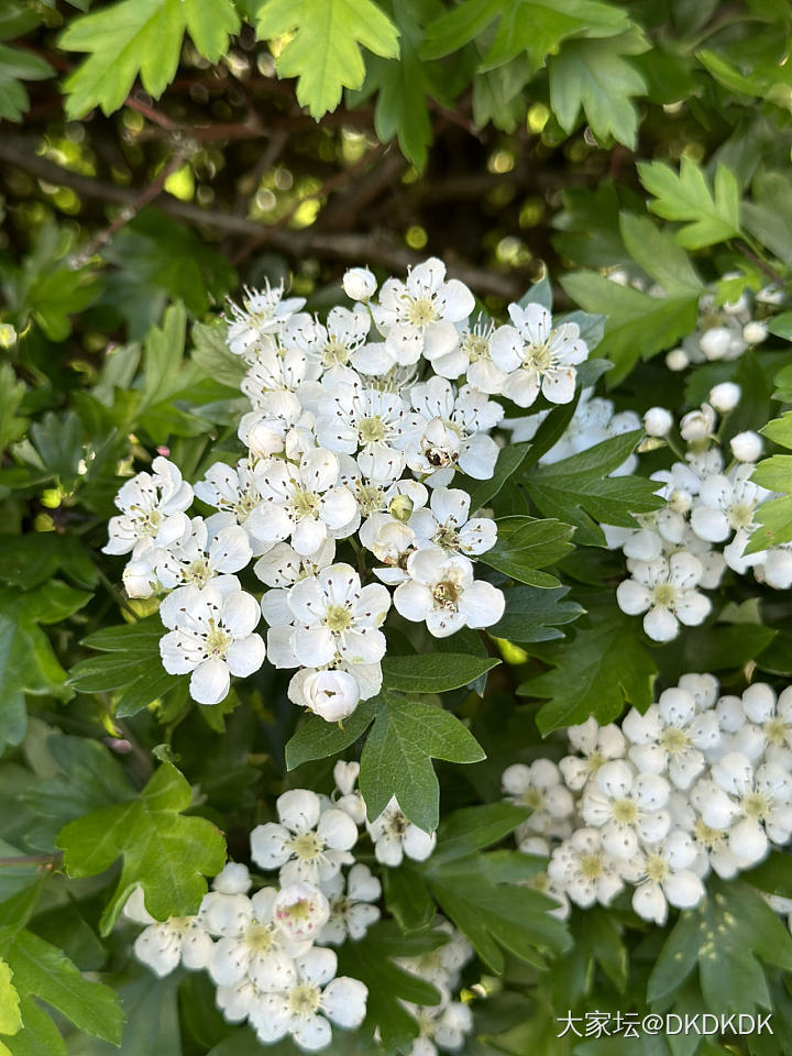 院子里的小花花_花