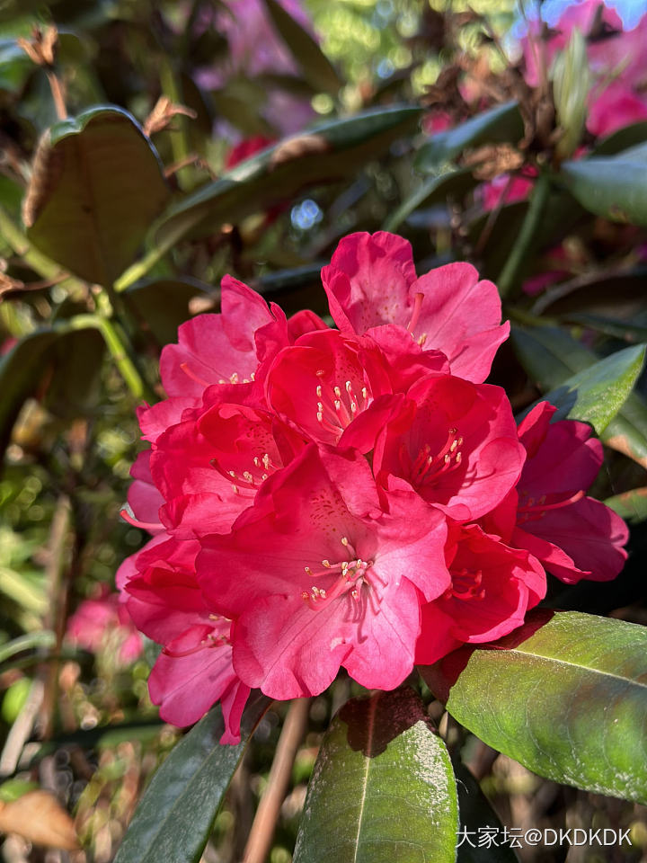 院子里的小花花_花