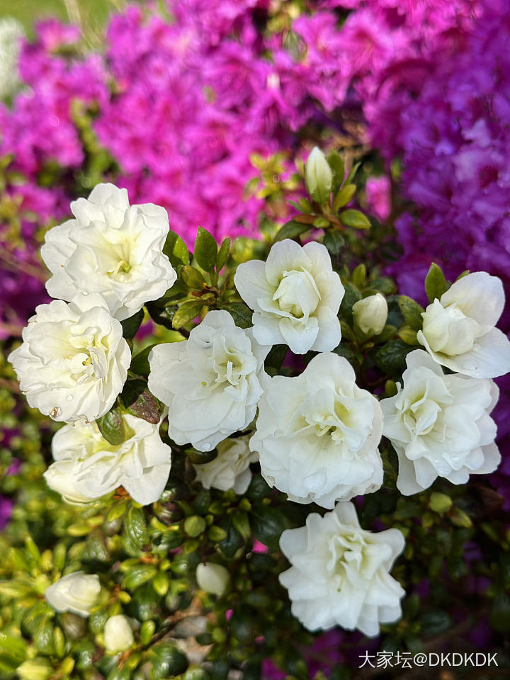 院子里的小花花_花