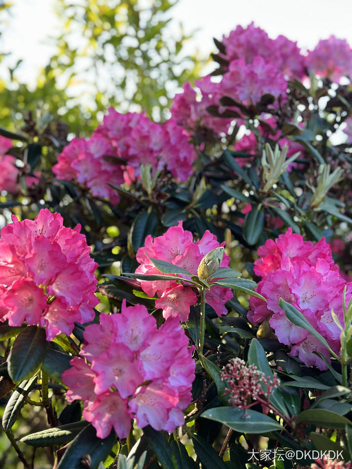 院子里的小花花_花