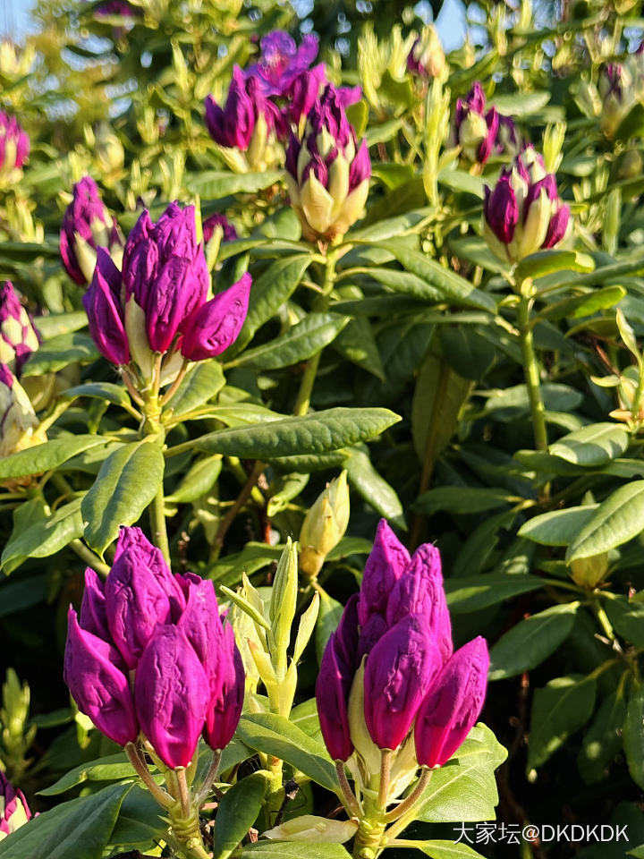 院子里的小花花_花