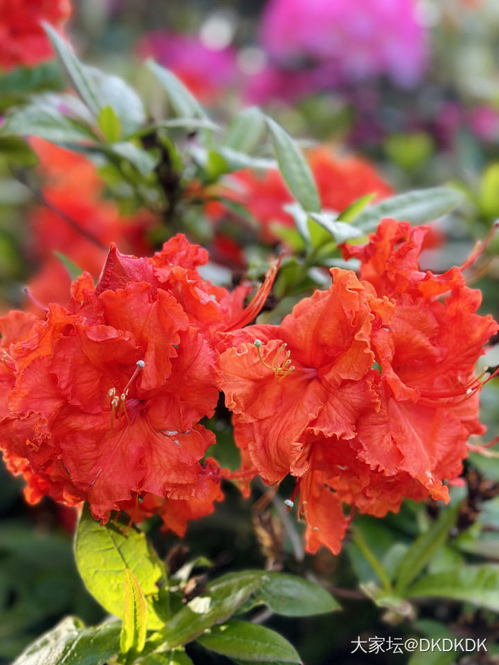 院子里的小花花_花